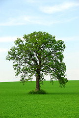 Image showing Single tree