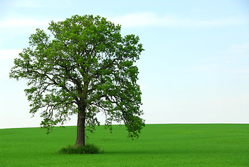 Image showing Single tree summer