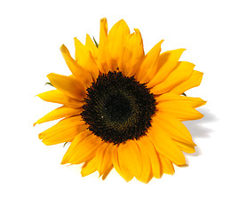 Image showing Sunflower white background