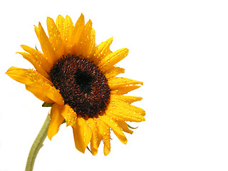 Image showing Sunflower on white