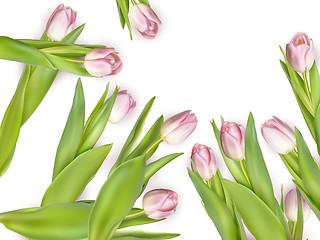 Image showing Pink fresh tulips on white. EPS 10