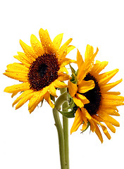 Image showing Two sunflowers on white