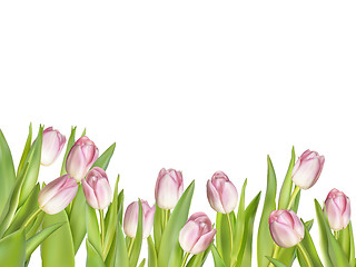 Image showing Pink fresh tulips on white. EPS 10