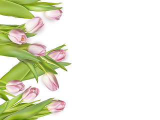 Image showing Pink fresh tulips on white. EPS 10