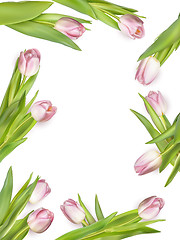 Image showing Pink fresh tulips on white. EPS 10