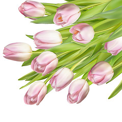 Image showing Pink fresh tulips on white. EPS 10