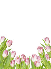 Image showing Pink fresh tulips on white. EPS 10
