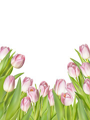 Image showing Pink fresh tulips on white. EPS 10