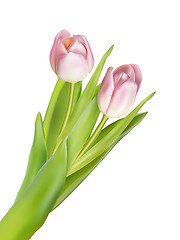 Image showing Tulips isolated on white. EPS 10
