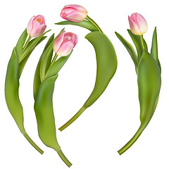 Image showing Set of 4 tulips on a white background. EPS 10