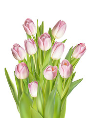 Image showing Tulips isolaten on white. EPS 10