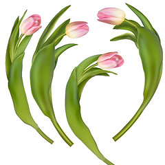 Image showing Set of 4 tulips on a white background. EPS 10