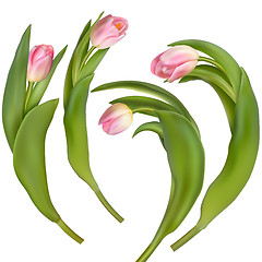 Image showing Set of 4 tulips on a white background. EPS 10