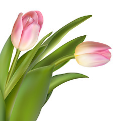 Image showing Pink tulip flowers. EPS 10