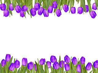 Image showing Isolated tulip frame arrangement. EPS 10