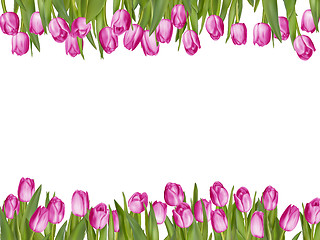 Image showing Isolated tulip frame arrangement. EPS 10