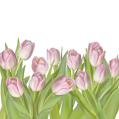 Image showing Tulips isolated on white. EPS 10