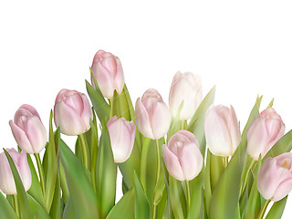 Image showing Tulips isolated on white. EPS 10