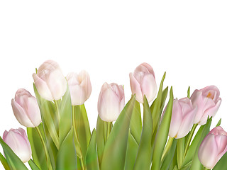 Image showing Tulips isolated on white. EPS 10