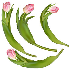 Image showing Set of 4 tulips on a white background. EPS 10
