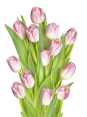 Image showing Tulips isolaten on white. EPS 10