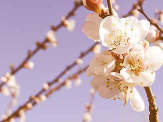 Image showing Retro looking Fruit tree flowers