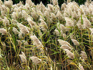 Image showing Tall grass