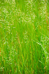 Image showing Tall grass