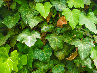 Image showing Ivy leaves