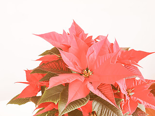 Image showing Retro looking Poinsettia Christmas star