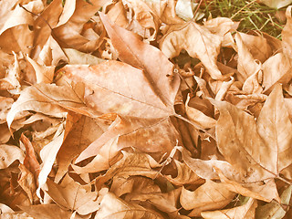 Image showing Retro looking Falling leaves