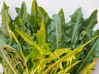 Image showing Catalonian chicory salad