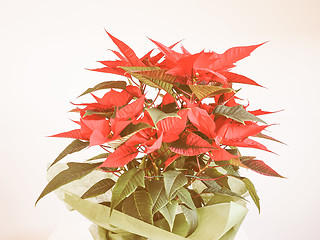 Image showing Retro looking Poinsettia Christmas star