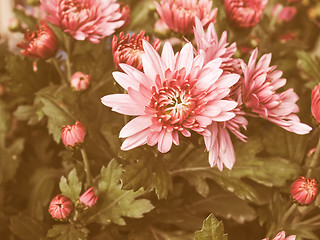 Image showing Retro looking Chrysanthemum picture