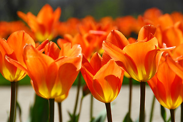 Image showing Tulips