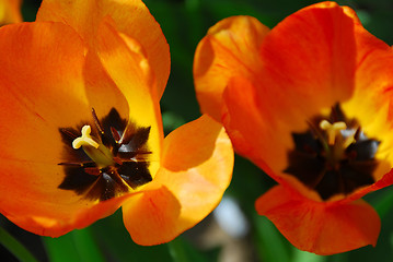 Image showing Two tulips