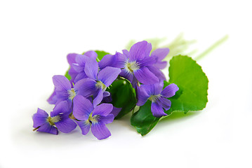 Image showing Violets on white background