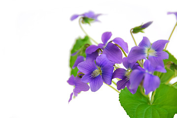 Image showing Violets on white background