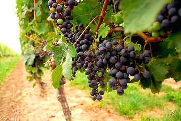 Image showing Red grapes