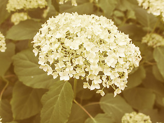 Image showing Retro looking Hortensia flower