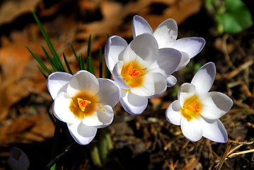 Image showing Crocus