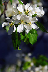 Image showing Apple blossom