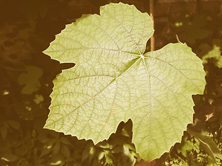 Image showing Retro looking Vine picture
