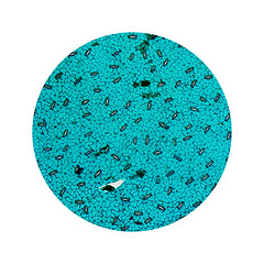 Image showing Stoma micrograph