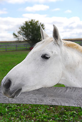 Image showing White horse