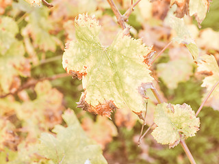 Image showing Retro looking Vitis plant leaf