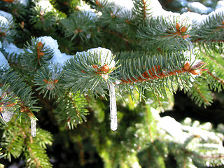 Image showing Winter fir