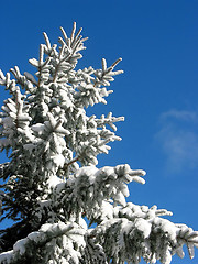 Image showing Winter fir under snow