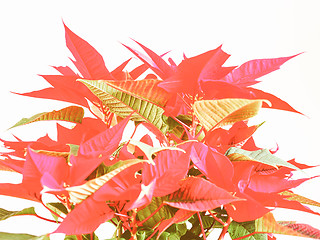 Image showing Retro looking Poinsettia Christmas star