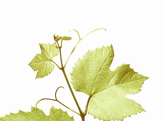 Image showing Retro looking Vine picture